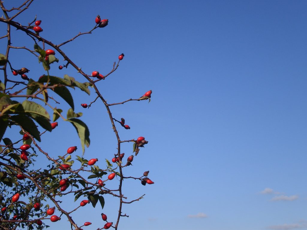 Heckenrose – Wildsammlung