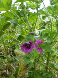 Malve mit Blüten