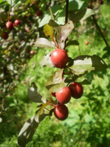 Kirschpflaumen am Strauch