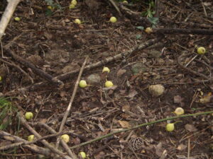 Wildbirnen am Boden